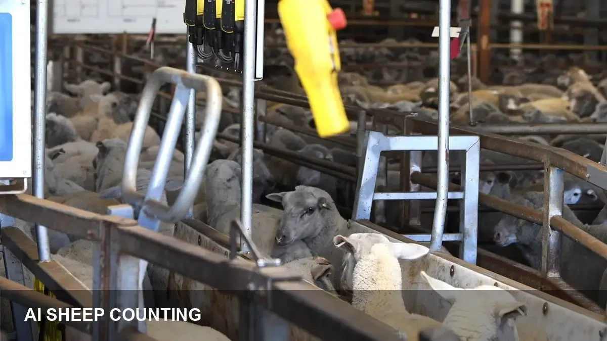 V&V Walsh adopts AI for sheep counting